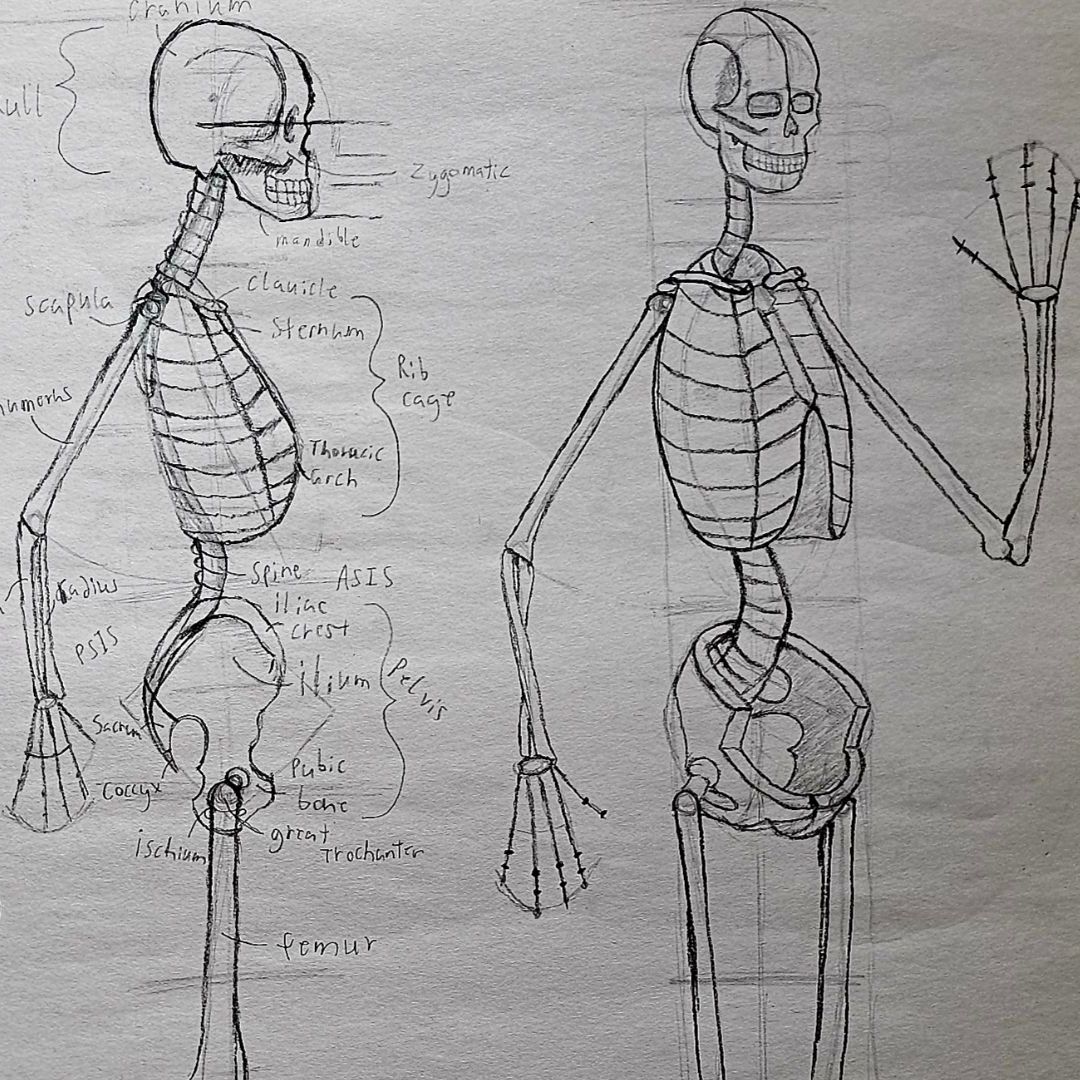 Cropped skeleton